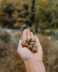 Close-up of hand holding food