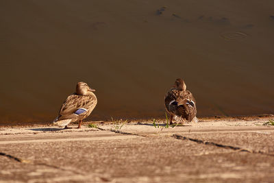 Two wild ducks sitting in the sun on the edge of the lake