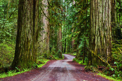 Road amidst trees in forest