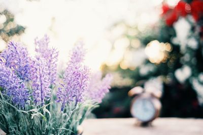 Close-up of purple flowering plants