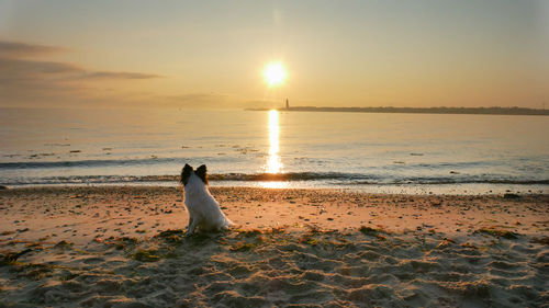 View of dog at beach during sunset