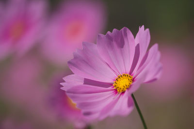 Close-up of pink flower blooming outdoors