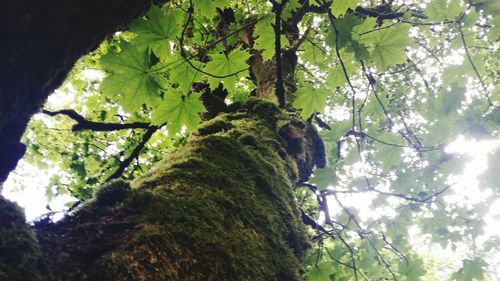 Low angle view of trees