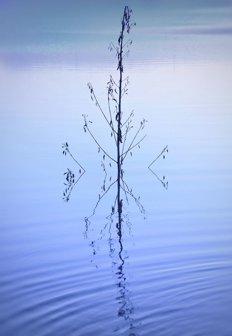 plant, tranquility, beauty in nature, nature, tree, no people, sky, day, reflection, bare tree, tranquil scene, outdoors, branch, water, scenics - nature, blue, growth, non-urban scene, winter, dead plant
