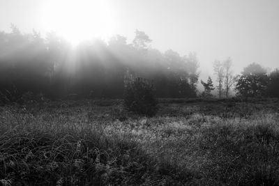 View of trees on grassy landscape in foggy weather