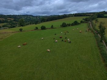 Scenic view of green landscape