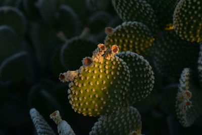 Cactus plants illuminated by early morning sunlight