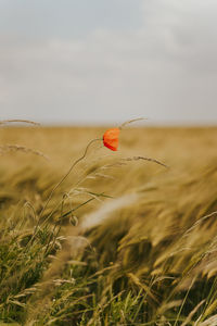 Scenic view of poppy field against sky