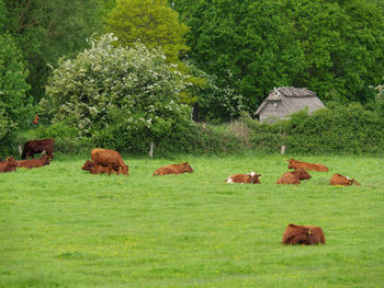 Maasholm village in germany