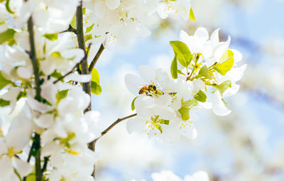 Close-up of white cherry blossom