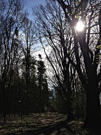 Sun shining through trees