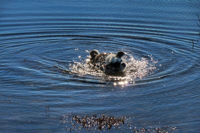 Ducks swimming in sea