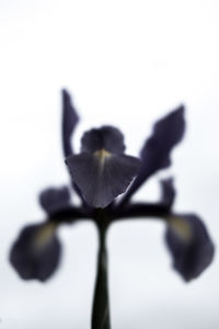 Close-up of plant against blurred background