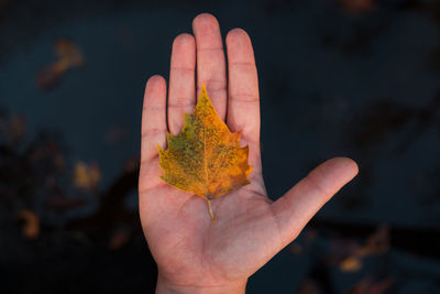 Cropped hand holding red flower