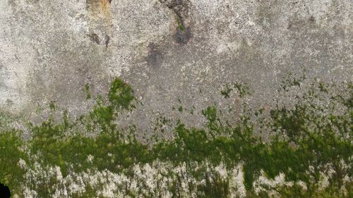 Close-up of plants