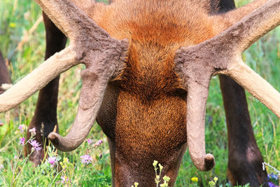 View of the hairy velvet seen on antlers.