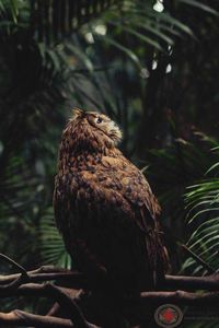 Close-up of eagle perching on branch in forest