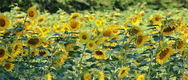 Close-up of yellow flowering plant on field