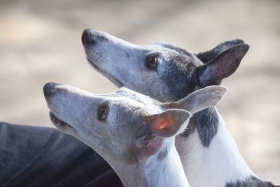 Close-up of dog