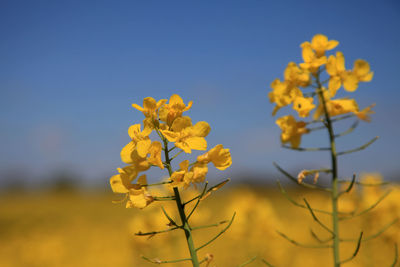 Close-up of yellow flowering plant against sky