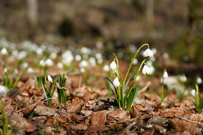 Close-up of white flowering plant on field