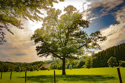 Trees on field against sky
