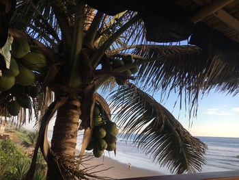 Low angle view of palm tree against sea