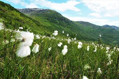 Scenic view of grassy field against sky