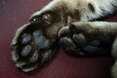 Close-up of dog sleeping