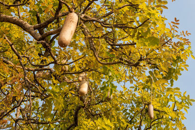 Low angle view of tree