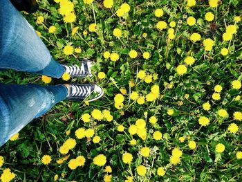 Low section of person standing on yellow flower