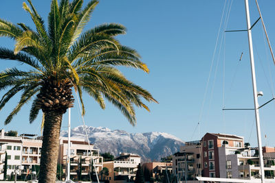 Palm tree in town against clear sky