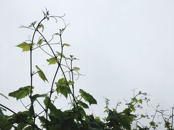 Low angle view of plant against clear sky