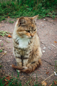 Cat sitting on a field