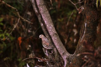 Bird perching on tree