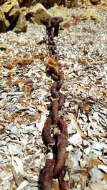 Extreme close up of tree trunk