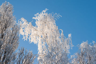 Low angle view of bare trees against clear blue sky