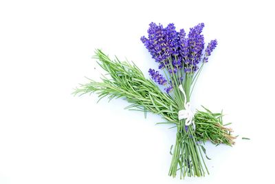 Close-up of flowering plant against white background