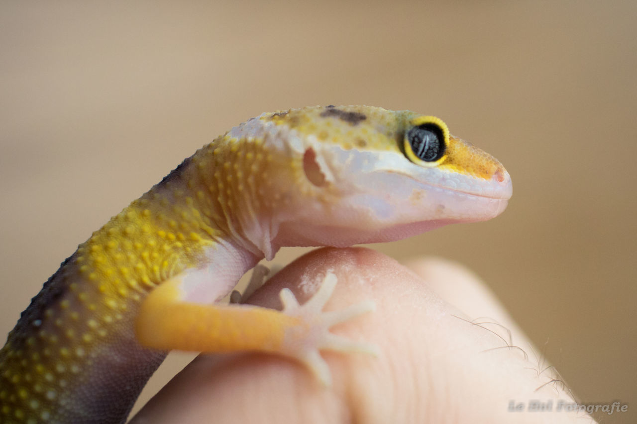 CLOSE-UP OF YELLOW LIZARD ON LEAF