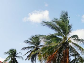 Low angle view of palm trees