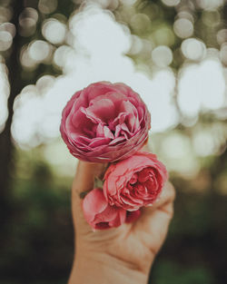 Cropped hand holding rose