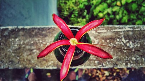 Close-up of red flowers