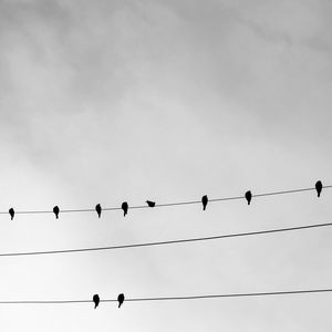 Low angle view of birds perching on cable