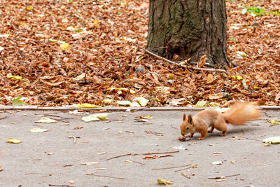 A little orange squirrel finds a walnut while walking along an asphalt path in an autumn park.