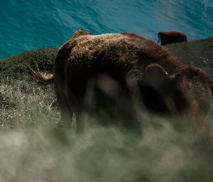 Close-up of horse in lake