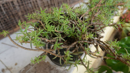 High angle view of potted plants