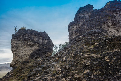 Low angle view of tree against sky