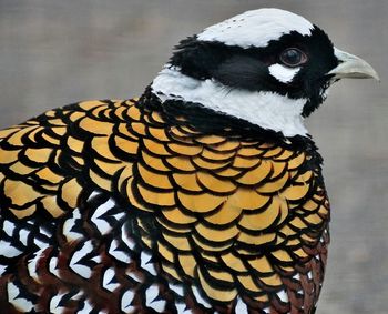 Close-up of pheasant