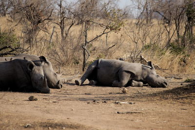 Sleeping white-rhinoceros,kruger national park, south africa