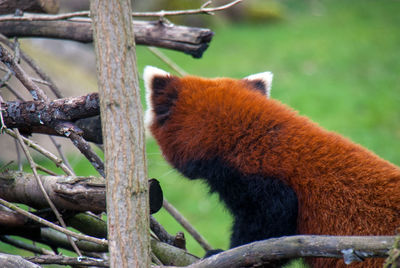 View of a cat on branch